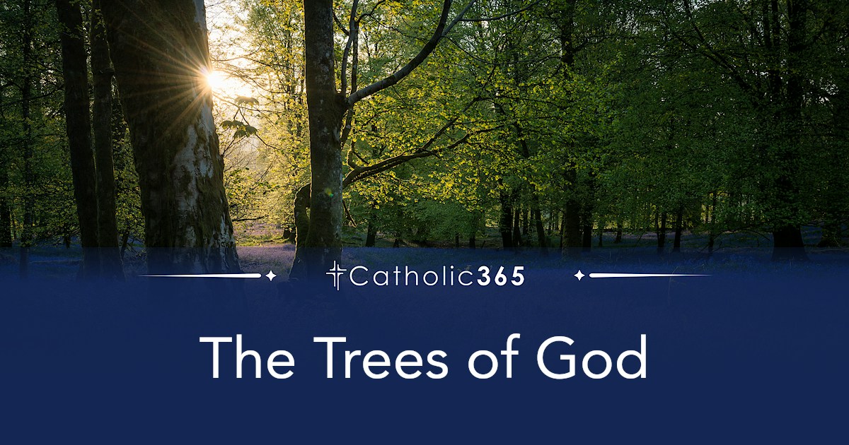 The Trees of God