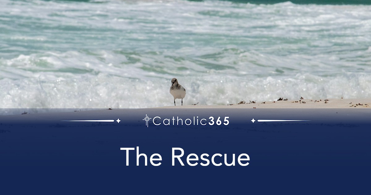The Rescue