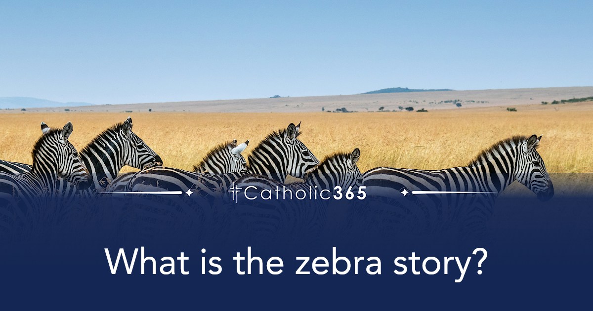 What is the zebra story?