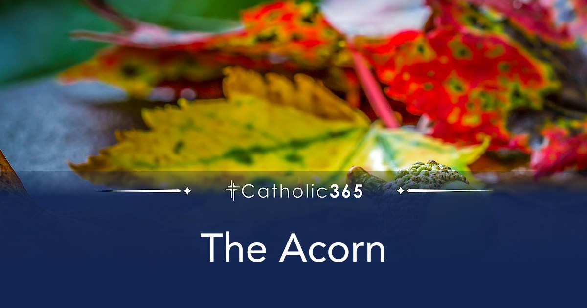 The Acorn