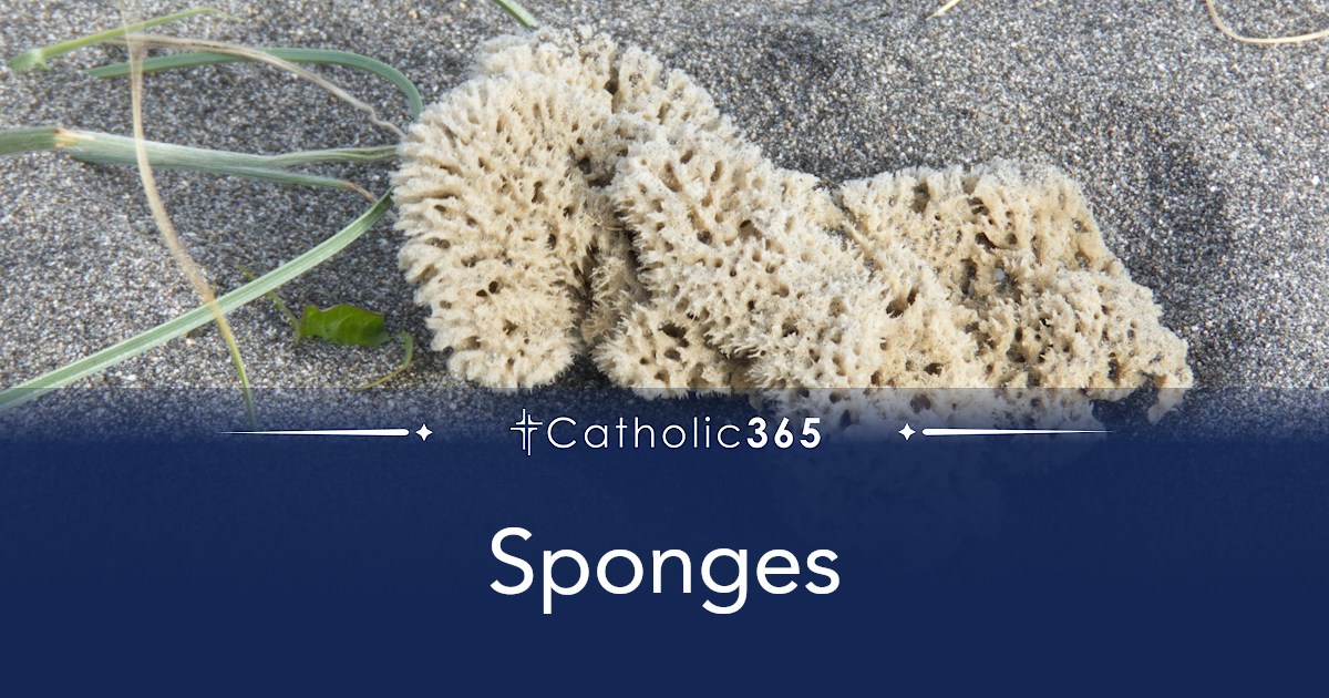 Sponges