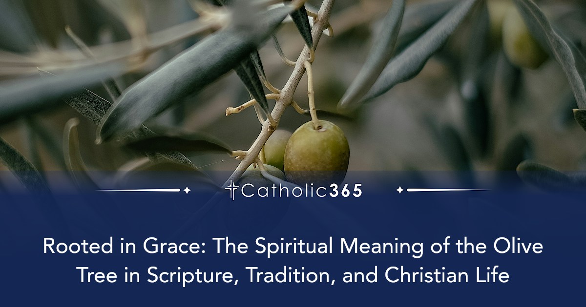 Rooted in Grace: The Spiritual Meaning of the Olive Tree in Scripture ...