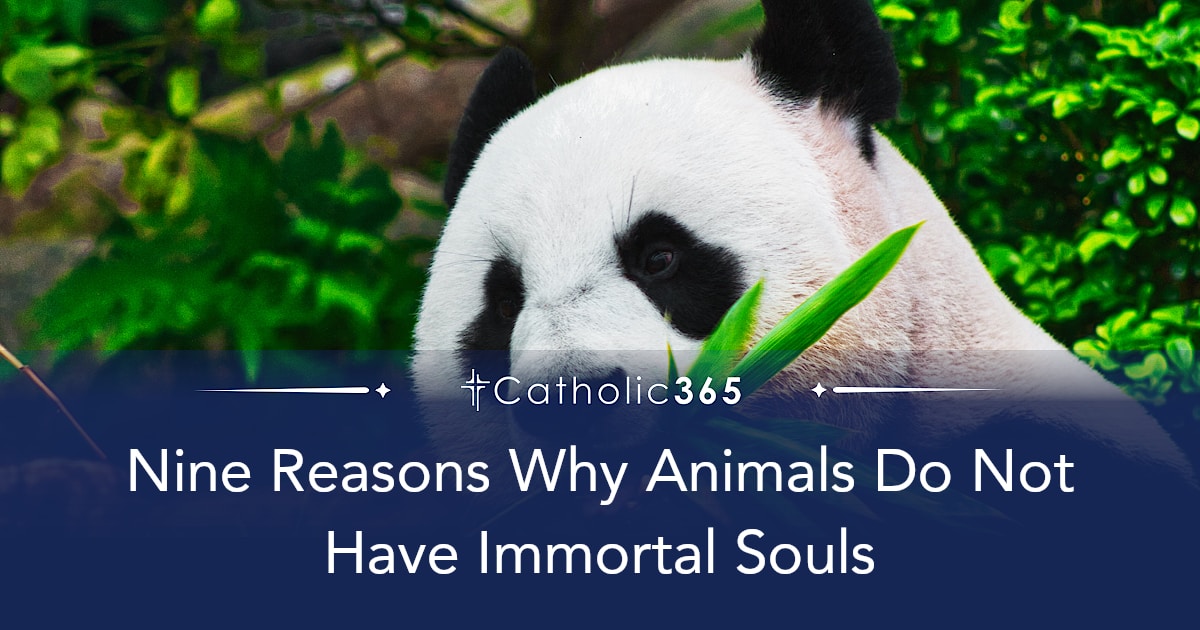 Nine Reasons Why Animals Do Not Have Immortal Souls