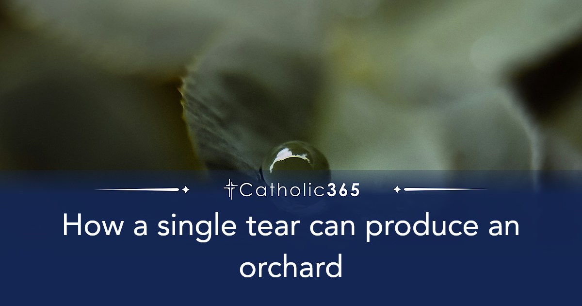 How a single tear can produce an orchard