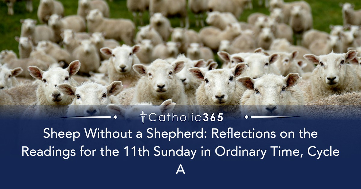 Sheep Without a Shepherd: Reflections on the Readings for the 11th ...
