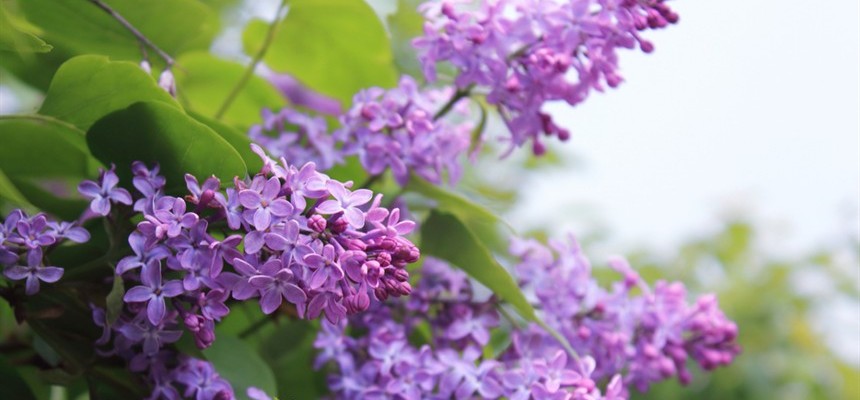 Lessons from a Lilac
