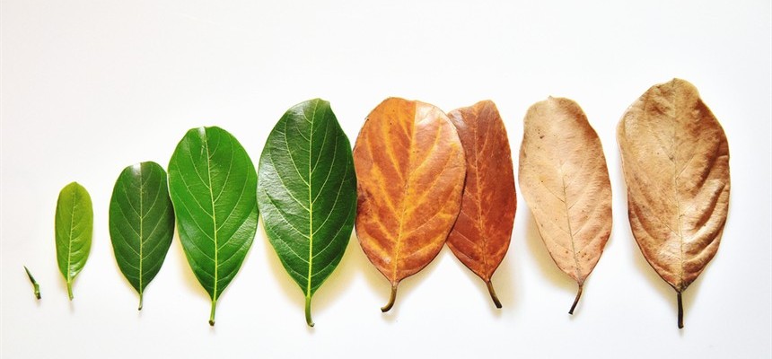 Stages of Life