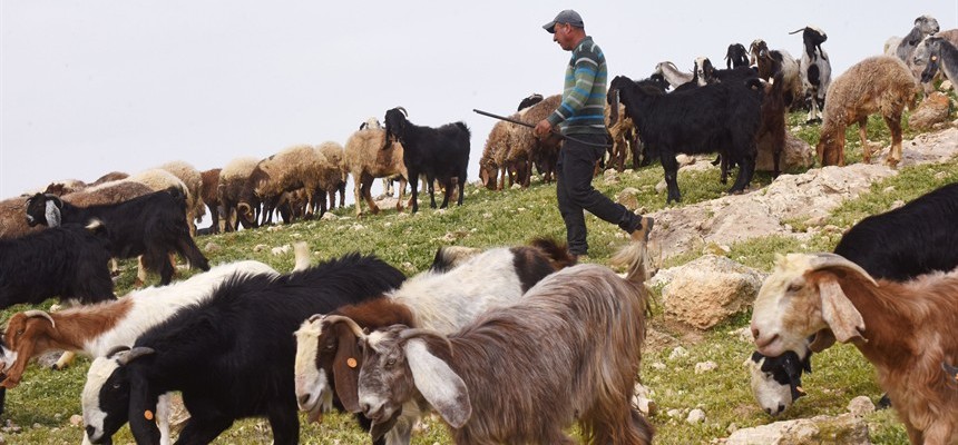 Safety in numbers: Volunteers help protect Palestinian herders, farmers