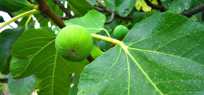 Let's Grow Some Figs!