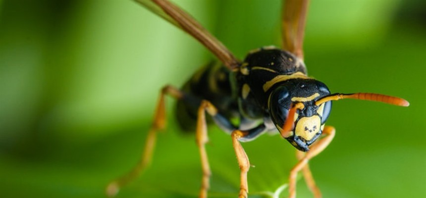 When the Wasp Loomed: A Lesson in Trusting God