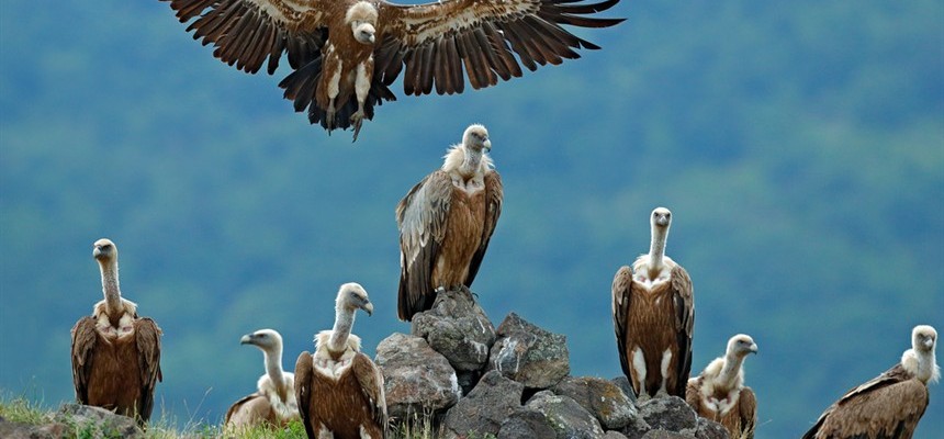 Where Vultures Gather: Avoiding the Evils of Gossip and Hate