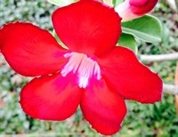 Flowers In My Garden