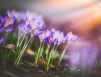Oh Spring
