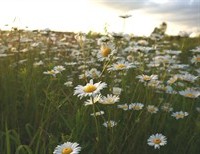 What Kind of Flower are You?