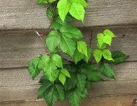 Sin: A Bad Case of Poison Ivy