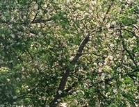 Nine (9) Thoughts, Inching Along To The Golden Rule