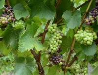 On Christ Alone - The Parable of the Vine and Branches