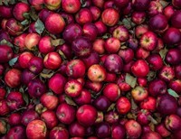 Do You Want chips or An Apple? Should we let our children choose which religion they want to practice?