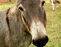 I'll Be Your Mule If You Will Be My Donkey