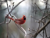 Thoughts of A Housewife