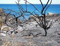 Out of the Ashes: Rebuilding American Culture