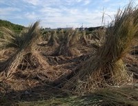 So Much Straw